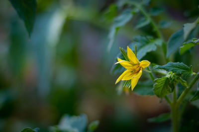 Tomato blossom in focus