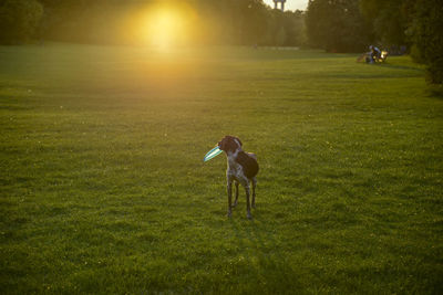 Man playing on field