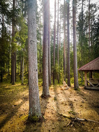 Pine trees in forest