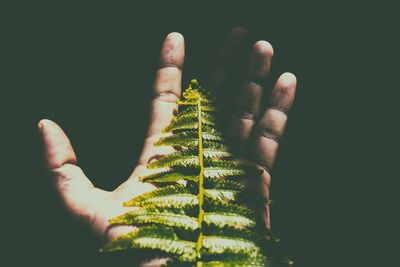 Close-up of hand on palm leaf