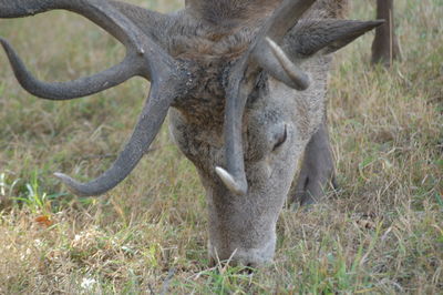 Animal grazing on grassy field