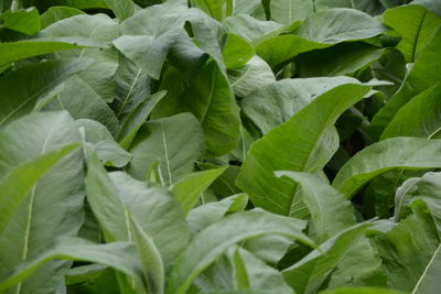 Full frame shot of leaves