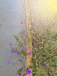 High angle view of pink flowering plant