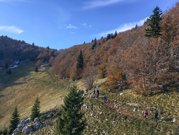 Hikers are walking through a pine forest in the autumn through velebit mountain, croatia