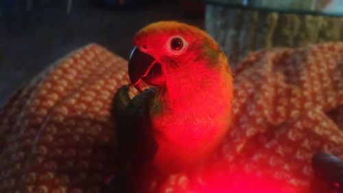 Close-up of red parrot