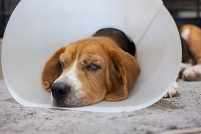 Close-up of dog resting