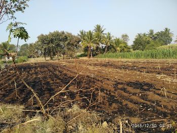 Scenic view of agricultural field against clear sky