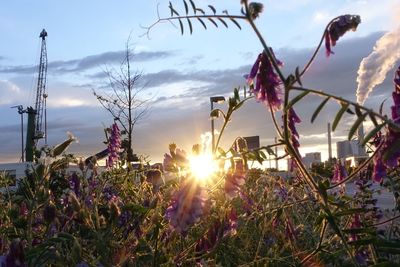 Sun shining through plants