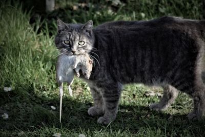 Portrait of black cat standing in grass with a rat in his mouth 