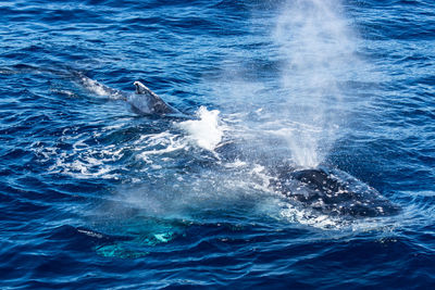 View of whale swimming in sea