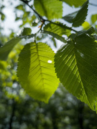 Close-up of leaves against blurred background