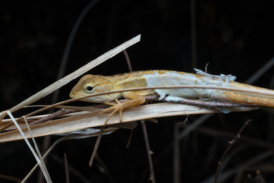 Close-up of insect