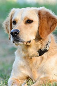 Close-up portrait of dog sitting on grass