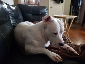 Dog sleeping on sofa at home