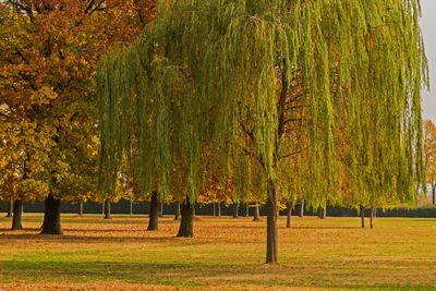 Trees on field during autumn