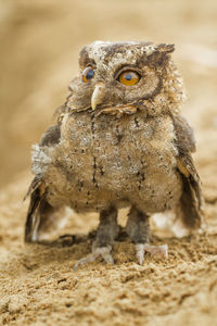Close-up portrait of owl
