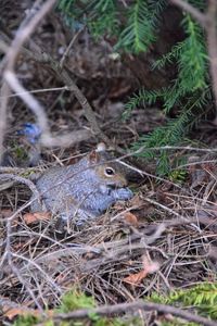 High angle view of bird on field