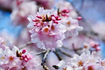 Close-up of pink cherry blossom