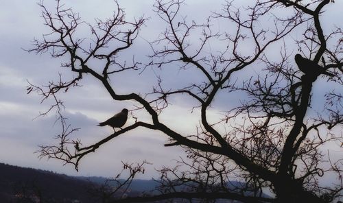 Low angle view of birds perching on bare tree