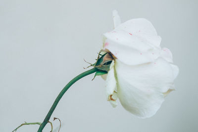 Close-up of white flowers