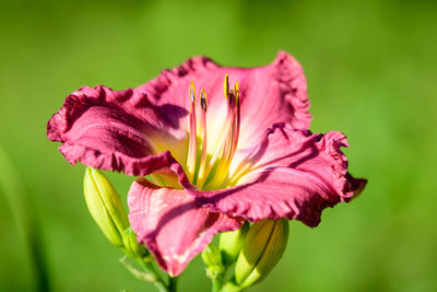 Vivid dark magenta hemerocallis peggy's pink, know as daylily, lilium or lily plant in a garden