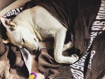 High angle view of dog sleeping on bed