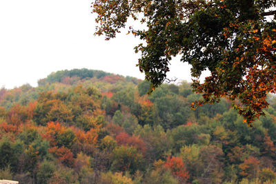 Trees against sky during autumn