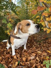 Dog looking away in autumn leaves