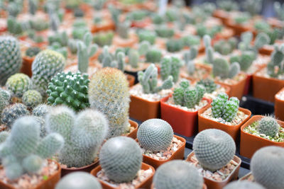 Close-up of small cacti