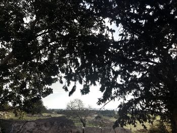 Low angle view of trees against sky