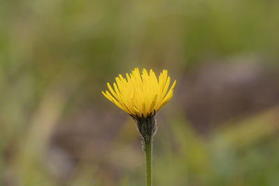 Close-up of yellow flower