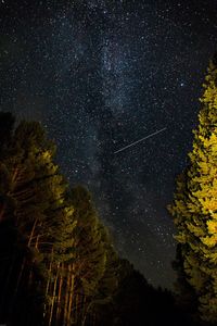 Trees in forest against sky at night