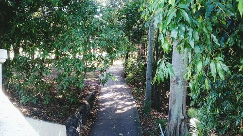 Footpath amidst trees