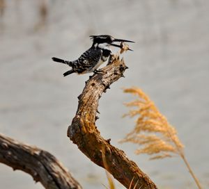 Close-up of bird perching on tree