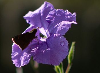 Close-up of purple flowers