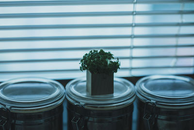 Close-up of potted plant on jar against window