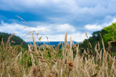 Close-up of crops growing on field against sky