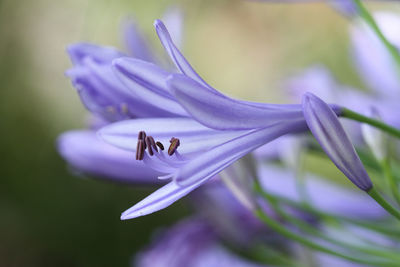 Close-up of insect on purple flowering plant