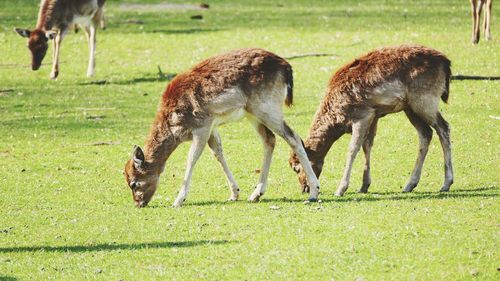 Horses grazing on field