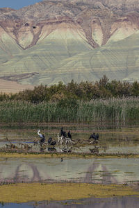 View of birds in lake