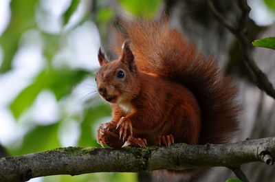 Close-up of a squirrel on tree