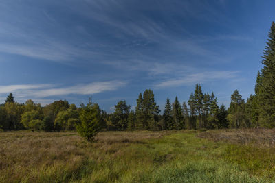 Trees on field against sky