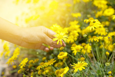 Cropped image of hand holding yellow flower on field
