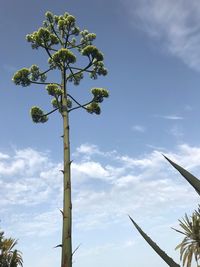 Low angle view of tree against sky