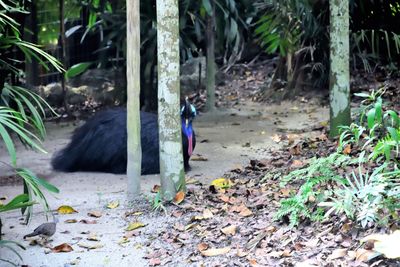 View of bird perching on a field