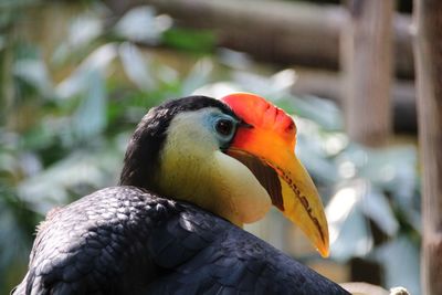 Close-up of a bird