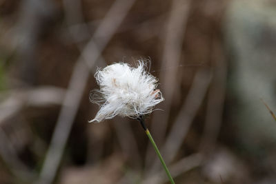 Close-up of white dandelion flower