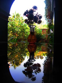 Reflection of trees in water