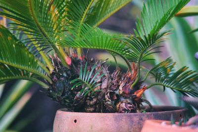 Close-up of potted plant