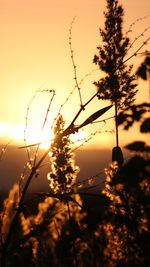 Close-up of plants against sunset sky
